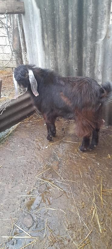 Quşlar: Damazlıq keçi 10 ayliqdi — 2