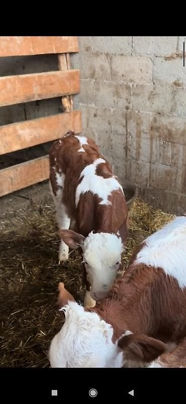 simental erkek dana: 1 Aylıq ot yeyən Holstein ivanovka və Smental buzovlar satılır — 1