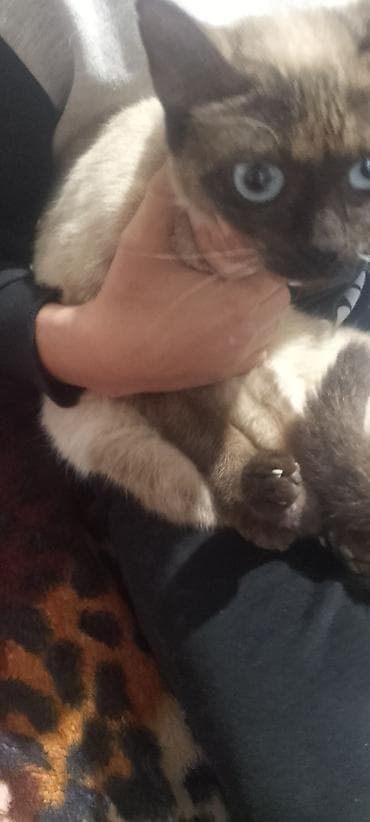 Akvariumlar: Siam — 1