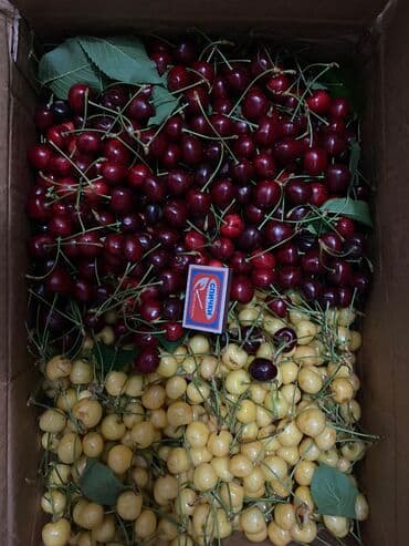 Digər qida məhsulları: Məhsul: Meyvə bağ sahəsi (çoxillik əkililər) Təsvir: - Səliqəli — 7