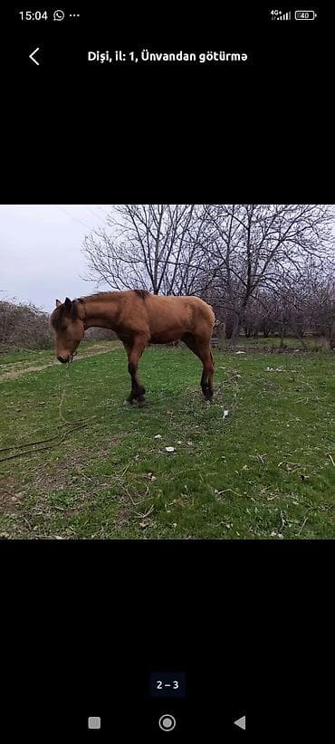 qarabağ atı: Dişi, il: 1 — 3