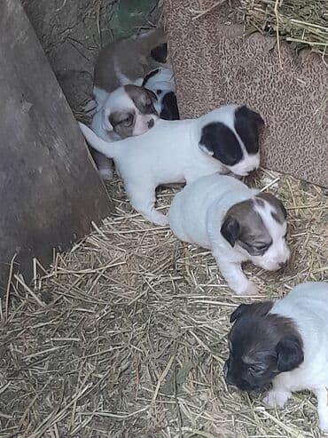 balalı ineylər: Zvonok, 1 ay, Dişi, Ünvandan götürmə — 3
