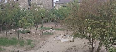 binədə ev: 1 otaqlı, 20 kv. m, Kredit yoxdur, Orta təmir — 7