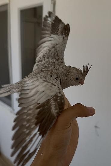 cex quşlar: Sultan papağanı təqdim olunur. Şəkillərdə görünən quş açıq boz, ağ və — 1