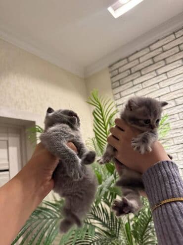 pişikler ucuz: Şotland — 5