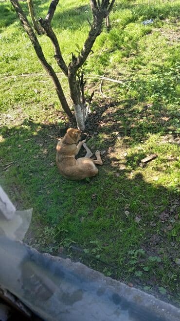 Akvariumlar: Qarışıq cins it – həyət və mühafizə üçün - Orta-böyük ölçülü, qısa — 2