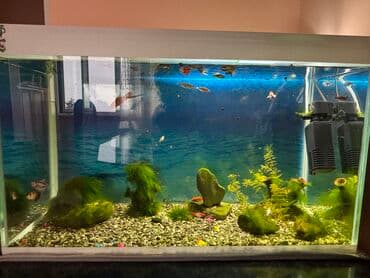 qızıl balıqlar: Dördbucaq akvarium, Balıqlarla birlikdə, 100 l, Ünvandan götürmə — 4