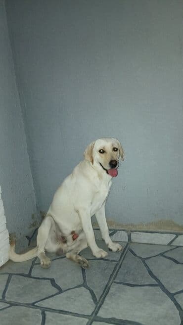 лабрадор: Labrador-retriver, 2 il, Erkek, Cütləşmə üçün — 1