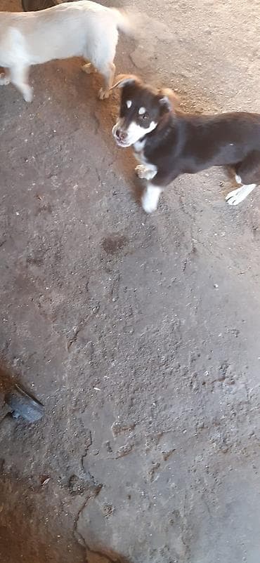 ekskavator satisi kreditle: Uşaq skuterinin gövdəsi və hissələri - Rəng: yaşıl-qara, sapı mavi - — 8