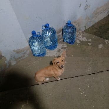 8 ay, Dişi, Ödənişli çatdırılma