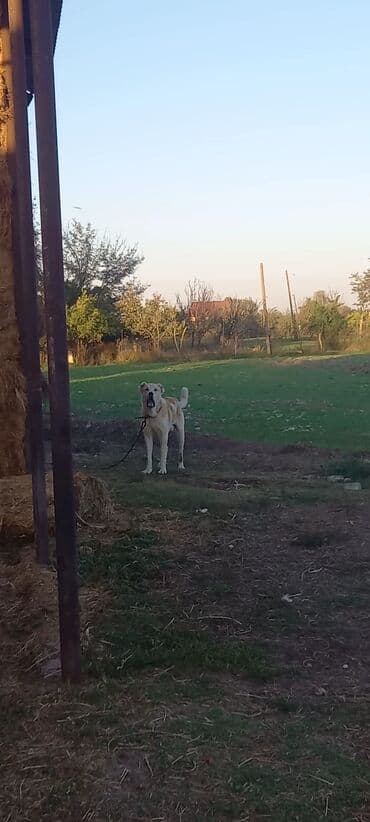 qurbanliq qoyun qiymetleri 2023: Peyvəndli — 3
