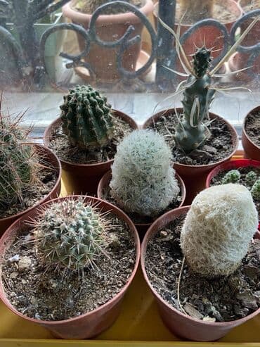 Buket güllər: Kaktus növləri hər qiymətə. Barter olar quş növləriylə. Tutuquşu Toyuq — 10