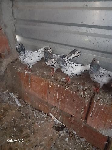 quş adları: Cut 50manat cuduler Xüsusiyyətlər: - Rəng: Ağ fonda qara/boz xallı və — 3