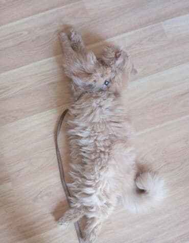 pişik şəkili: Xüsusi şirin görünüşlü, uzun tüklü, “flat face” tipli pişik — 2