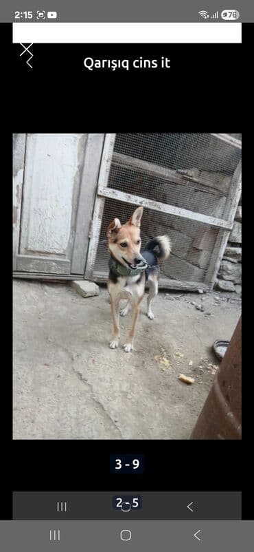 itlerin satiwi: Zvonok, 2 ay — 2