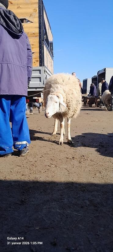 Balıqlar: Erkək, il: 1, Ətlik, Ödənişli çatdırılma — 2