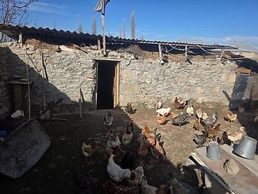 ag seher evler: 18 kv. m, 5 otaqlı, Qaz — 5