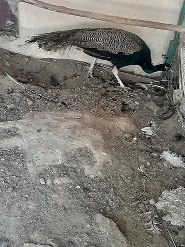 kakadu quşu: Məhsul: Təbiət quşu – tovuz quşu 2 yaşı var Təsvir: - Şəkillərdə — 1