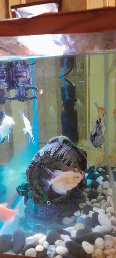 bmw 1 серия 114i mt: Прямоугольный аквариум, Вместе с рыбами, 20 л, Самовывоз — 2