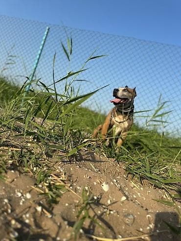 pişik cütleşdirmek: Pitbul, 7 il, Erkek, Cütləşmə üçün — 2