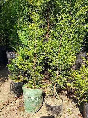 ağac: Thuja (həyət-baca üçün həmişəyaşıl iynəyarpaq şitilləri) - Bitki — 2