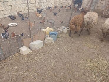 cins ineklerin satisi 2018: Qoyunlar – yerli ətlik/yunluq sürü - Şəkillərdə bir neçə baş yerli — 11