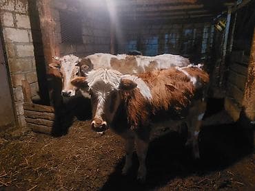 Ягнята: Məhsul: Mal-qara (1 inək1 bzov İnek 6 aylıq boğazdı, buzovda 9 — 3