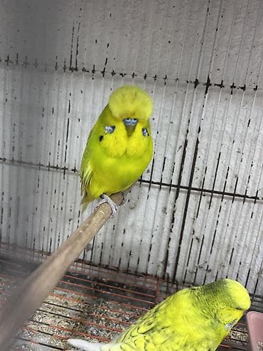 tuk tuk mmc: Salam . Jumbo erkək quşlar satılır hamısı hazır erkəylərdi çoxsu cütdə — 9