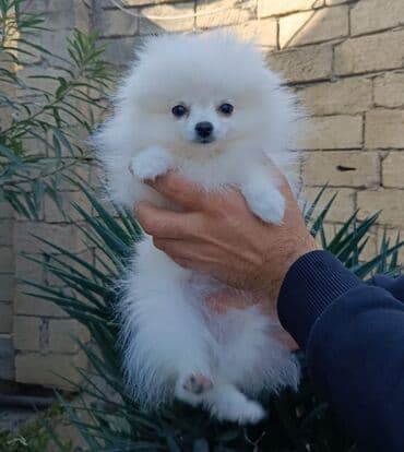 ingilis setter it cinsinin digər adı: Şpitz, 3 ay, Dişi, Peyvəndli — 3