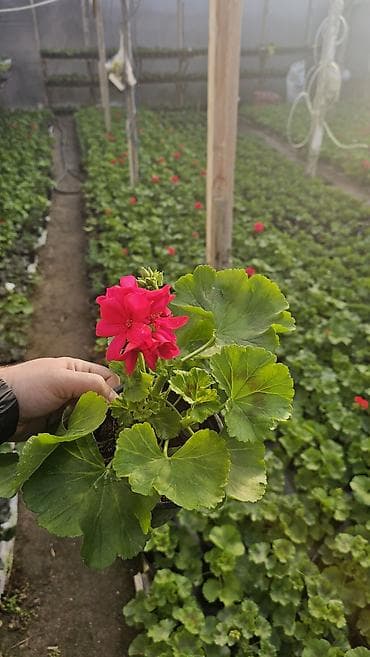 tebii gul: (geranium) – saksıda (qiymet: 1.40) Karlik sortudu çox boya getmir — 2