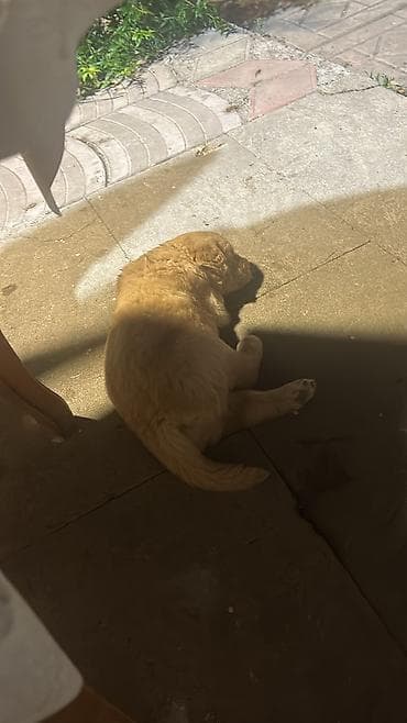 it qovan aparat: Retriever, 1 ay, Dişi, Peyvəndli, Ödənişli çatdırılma — 5