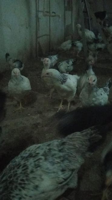 Heyvanlar üçün mallar: Toyuq, Yumurtalıq — 2