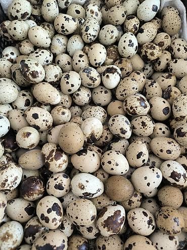 bülbül quşu: Bildirçin yumurtası Satışı Həm Mayalı Həmdə Yemek üçün — 1