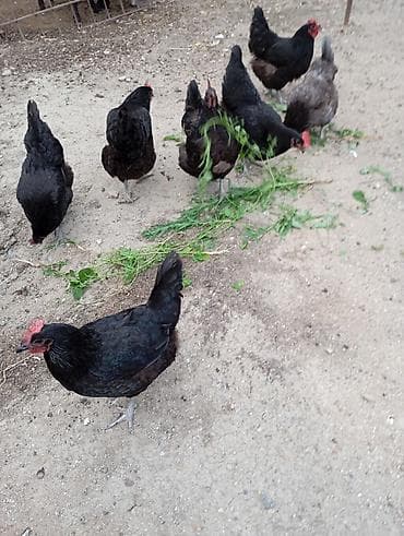 hamster qiyməti: Toyuq, Australorp, Ətlik, Ünvandan götürmə — 1