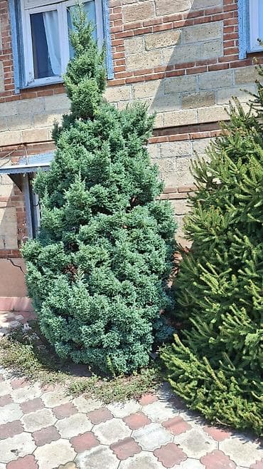 polad ağacı: Həmişəyaşıl bəzək iynəyarpaqlılar – bağ və həyətyanı sahə üçün - — 8