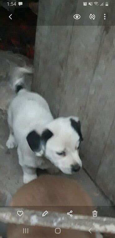 doyus itleri: Zvanok cinsli balalar satışda. - Yaş: 2 aylıq - Sağlamlıq: qurd — 1