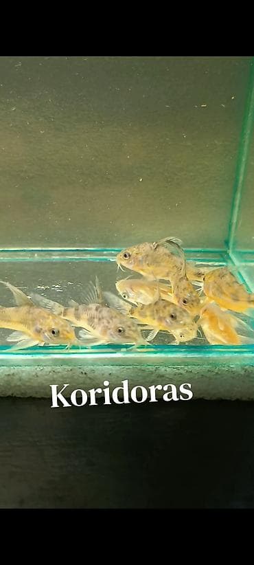 pisik ucun bit dermani: Koridoras 
4 sm. 5 sm. 3 azn 
WhatsApp Yazın! — 2