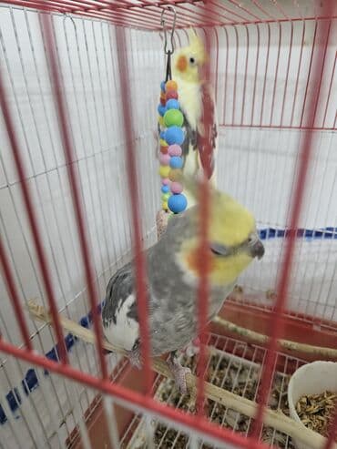 tutu guşu: 2 ədəd Korella tutuquşuları satılır. biri disi (Luna) biri erkekdi — 7