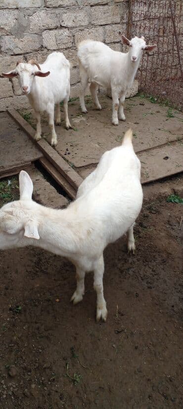 Inəklər, öküzlər: Məhsul: Ağ rəngli ev keçiləri (bir neçə baş) Xüsusiyyətlər: - Ağ yun — 6