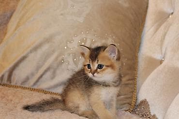 sfinks pişik: Qızıl şinşilla, Erkək, Dişi — 6