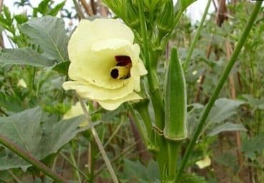 Minimum 0,400 kq satılır Bamiyə toxumu faydalarını saymaqla bitməz lalafo.az -da Minimum 0,400 kq satılır Bamiyə toxumu faydalarını saymaqla bitməz