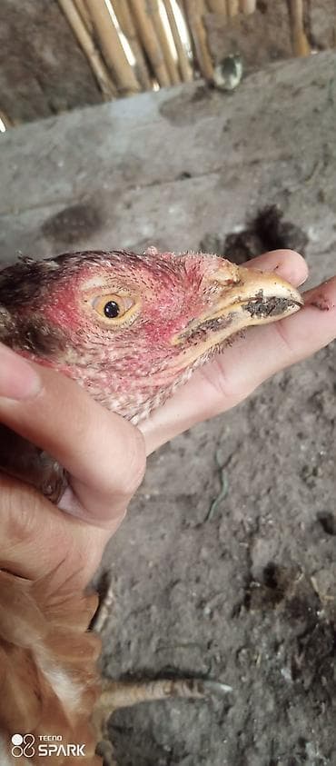 dovsan satilir: Toyuq, Damazlıq — 6