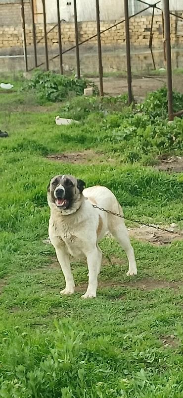 etibarli elere verilir: Qurdbasar, 10 ay, Dişi, Peyvəndli — 8