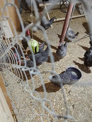 Mayalanmış təmiz qan Xarkov yumurtdaları lalafo.az -da Mayalanmış təmiz qan Xarkov yumurtdaları