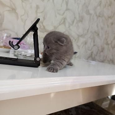 pişik tasma: Şotland yastı qulaq — 6