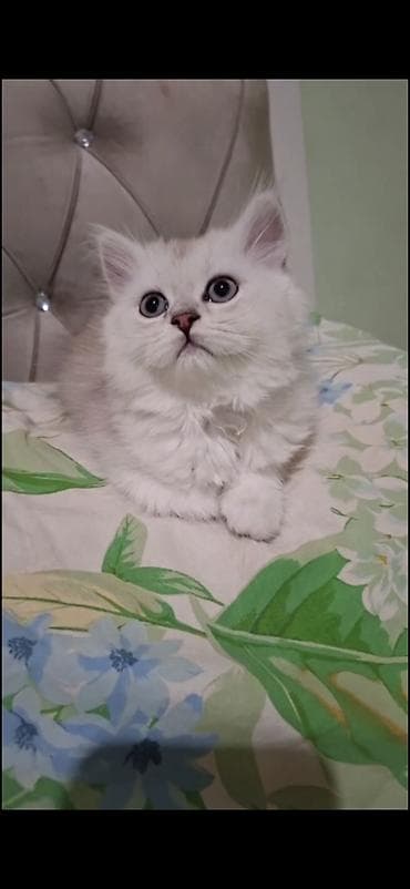 ev şəpitləri: Şinşilla — 3