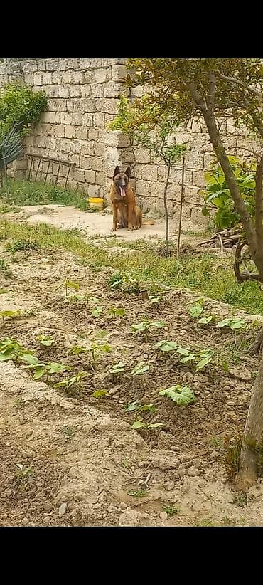 pudil itleri: Belçika çoban iti, 2 il, Dişi — 2