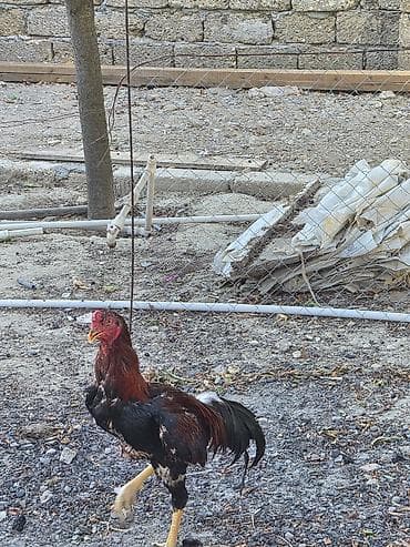 K/t heyvanları və malları: Toyuq, Damazlıq — 5