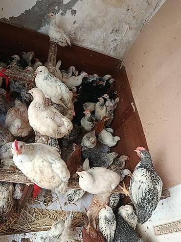 qırqovul cücələri: Toyuq cücələri, Ətlik — 2