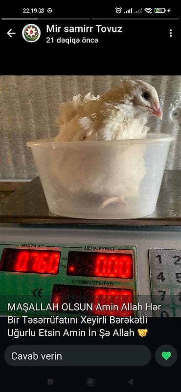 çin aslani: Məhsul: Bildircin və bildircin məhsulları - Cins: Yumurtacı və ətlik — 8